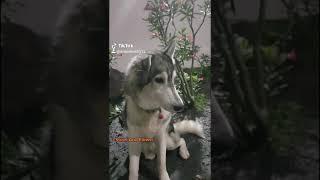 Snow the dog - Siberian Husky - And the Flower