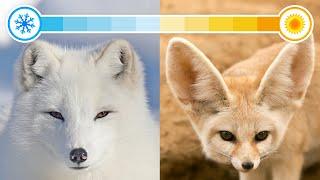 All 22 Species of Foxes (Organised by Continent)