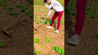 #farmers #khetibadi #kisan #deshi #kisan #farmer #apnapind #deshichora #trendingshorts #shortvideo