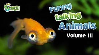 Funny Talking Animals: the Call of the Wild - Vol.3