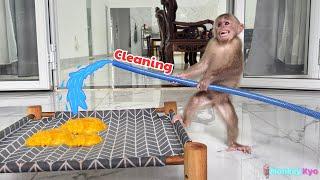 Monkey Kyo Causes Big Trouble - Dad's Unexpected Reaction!