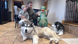 How Are These Wolves Scared Of A Remote Controlled Dinosaur!!?