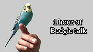 1 hour of Budgie Talk
