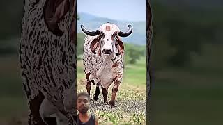 cow #gausevasangh #bull #gausevadham #animals #gausevasamiti #cowlover #gau #savegirlchild #funny