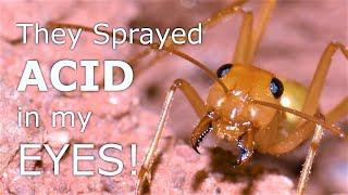 They Sprayed ACID in my EYES!!! Honeypot Ant vs Person