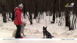 Дрессировка собак, теория, упражнения и обстановка, как правильно усложнять работу собаки