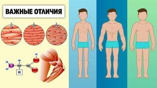 Как РЕАЛЬНО должен тренироваться и питаться ЭКТОМОРФ ЭНДОМОРФ и МЕЗОМОРФ