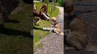 My dogs first camping trip. #viral #dog #shortsfeed #goldenretriever #dogfans #doglover #shortvideo