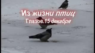 ПТИЦЫ НА ВОДОПОЕ