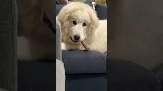 I tried this paw trend ik my videos won’t get as much views but  1 view and 1 like will make my day
