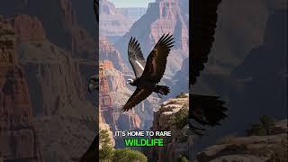 10 Grand Canyon Facts That Will Blow Your Mind   #facts  #funfacts