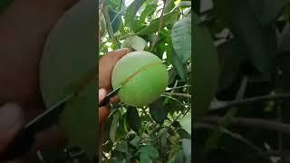 Great Fruit Cutting #shorts #youtubeshorts #viral #fruitcutting #food