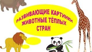 РАЗВИВАЮЩИЕ КАРТИНКИ "ЖИВОТНЫЕ ТЕПЛЫХ СТРАН". УЧИМ ДИКИХ ЖИВОТНЫХ...