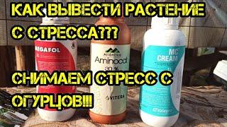 Как мы выводим из стресса наши огурцы!Какие используем препараты️