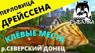 ДРЕЙССЕНА И ПЕРЛОВИЦА р.СЕВЕРСКИЙ ДОНЕЦ / Где ловить  РУССКАЯ РЫБАЛКА 4  Russian Fishing 4  РР4