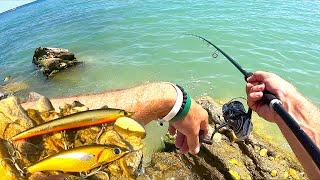 Shore Fishing in Italy with two Surprising Lures! Multi-Species Sessions