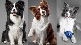 CUTE AND FUNNY BORDER COLLIE - TRY NOT TO LAUGH!!!  | Funny Pets