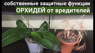 МУЧНИСТЫЙ ЧЕРВЕЦ на ОРХИДЕЕ о ВАЖНОЙ ОСОБЕННОСТИ и СПОСОБНОСТИ ОРХИДЕЙ