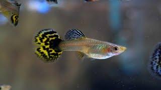 Steenfott Aquatics Aquarium Q&A - Saturday and Overnight Shipping Available