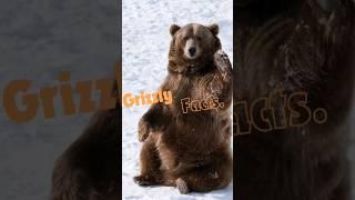 5 Grizzly Bear Facts #animalshorts #shortsfeeds #wildlifefacts #grizzlybears