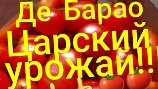 #117# Де Барао Царский, наш урожай!!!@