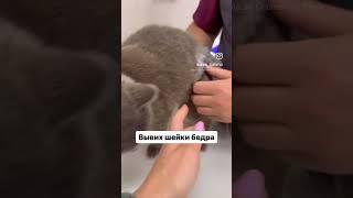 Все подробно написала в комментах, постом. Заходите #кошки #домашниеживотные