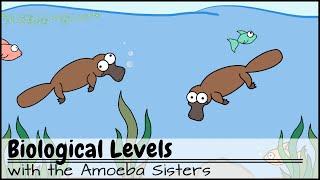 Biological Levels in Biology: The World Tour