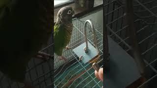 Cute parrot #videoshortstamil #birdsvideoshorts #videoTamil full video Keele ullathu meowskuttylove