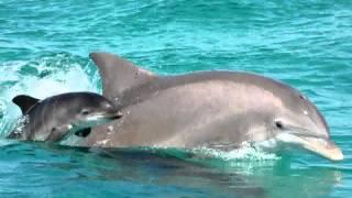 [barecorar] Bottlenose Dolphin  pictures