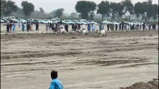 Bull race in sindh pakistan #race #bullrace #bullraceinpakistan