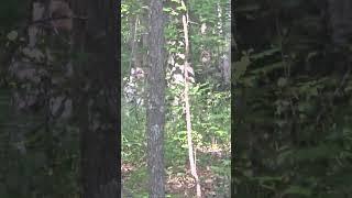 Filmed The White Bigfoot Coulple When The Other White Bigfoot Appears Forming out of a Tree
