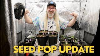 Blueberry Muffin - No Joke - Cherry Wine CBD Seedlings w/ Chad Westport : Spider Farmer Heater