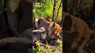 Lioness Attack | A close encounter #africansafari #travel #wildlife #lions #youtubeshorts #moreviews