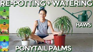 RE-POTTING + HOW TO WATER PONYTAIL PALMS