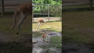 Kangaroo Jumping Around#kangaroo #kangaroos #redkangaroo #wallabies #animal #animals #fyp
