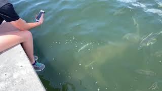 Bull Sharks - Jupiter, FL ( Shark Tours Florida)