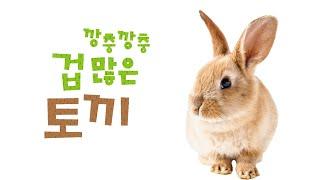 [정보그림책]생태1호 깡총깡총 겁많은 토끼
