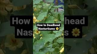 How to Deadhead Nasturtiums  (For More Flowers!)