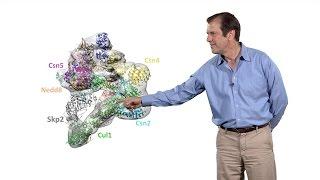 Deshaies (Amgen) 2: Cullin-RING ubiquitin ligases: structure, mechanism, and regulation