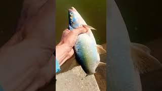 #fishing #spiningfishing #aspfishing #salmo #asp