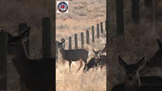 When Deer Go Airborne, High-Flying Fences and Graceful Landings #shorts