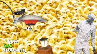 Brooding 5000 chicken using Gas only. No Electricity