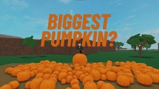 How big of a pumpkin can I get in Lumber Tycoon 2?