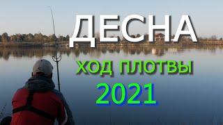 ХОД ПЛОТВЫ на ДЕСНЕ в Апреле. Рыбалка с фидером.