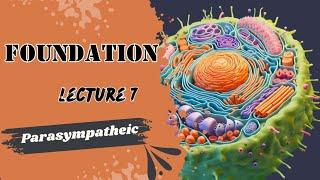 Physiology Lecture 7 Parasympathetic nervous system Foundation module Dr Adham Saleh