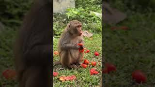 The pregnant monkey is so hungry. #monkeys #fypシ #monkeylover