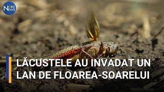 Fenomen periculos în nordul R. Moldova. Lăcustele au invadat un lan de floarea-soarelui