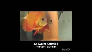 Red Cover Blue Rim Discus Spawn