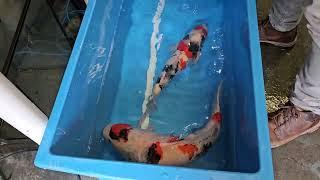 Sakai and Dainichi showas 50cm and 60cm unpacking and releasing