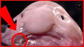 Unbelievable! The Ugliest Animals on Earth You HAVE to See!